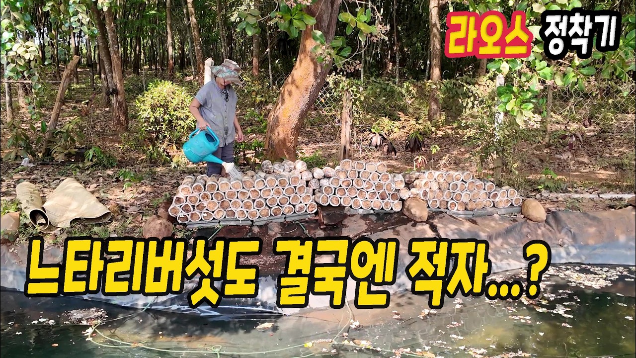ep584 느타리버섯 폐상 했습니다