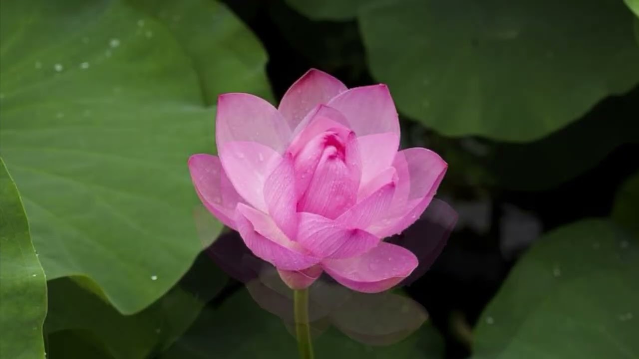 Aha Tomar Songe - আহা তোমার সঙ্গে - Rabindranath Tagore - রবীন্দ্রনাথ ঠাকুর- মালবিকা রায় চৌধুরী 