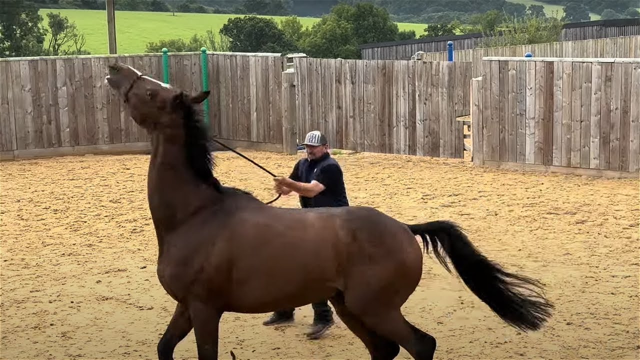 Dangerous Race Horse is Loved but Something needs to change!!