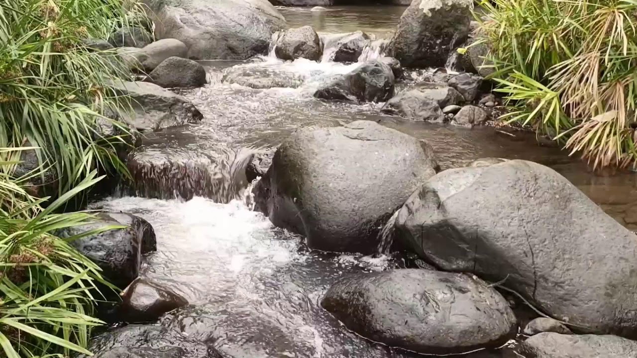 Forest River, Relaxing Nature Sounds l Sleep, Relax and Study Focus
