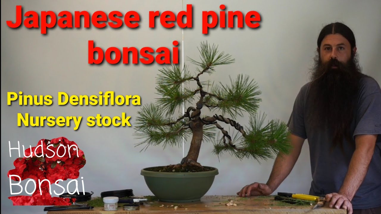 Japanese red pine bonsai.