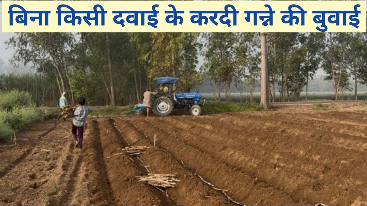 बिना किसी दवाई के करदी गन्ने की बुवाई #lovekisan 