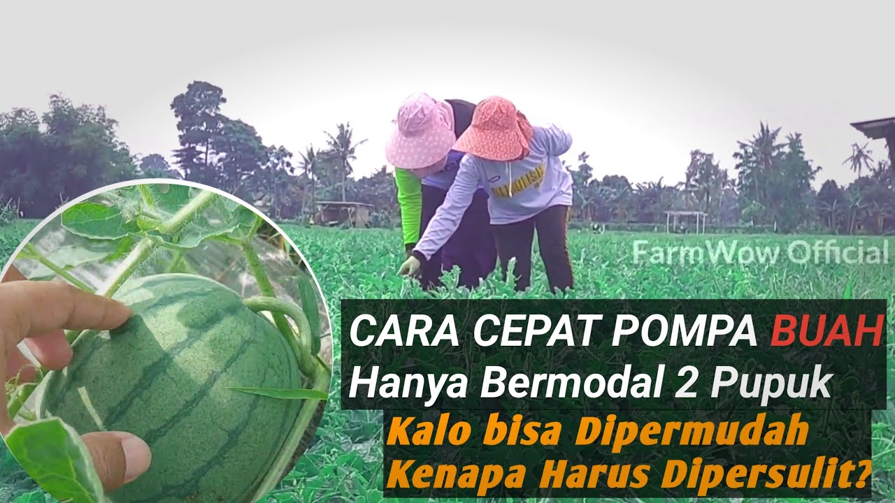 Cara cepat memperbesar buah Semangka tanpa banyak pupuk‼️