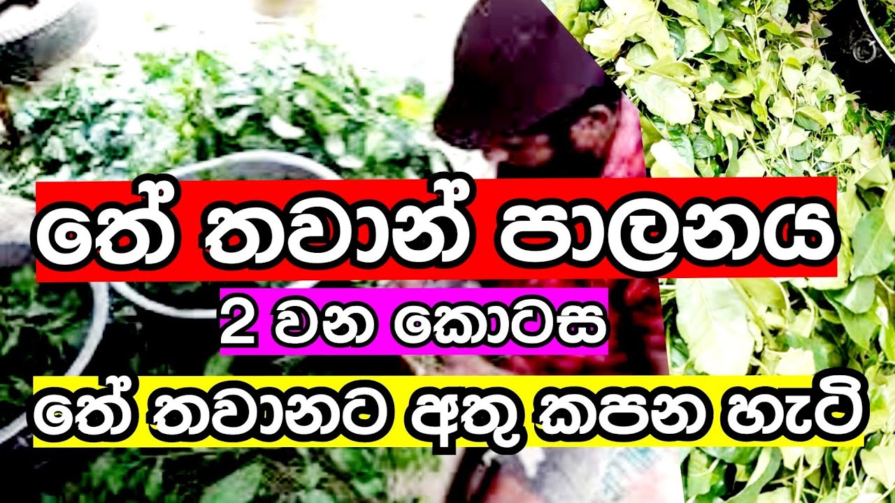 තේ තවාන් පාලනය/Part 2/තවානට අතු කපන හැටි