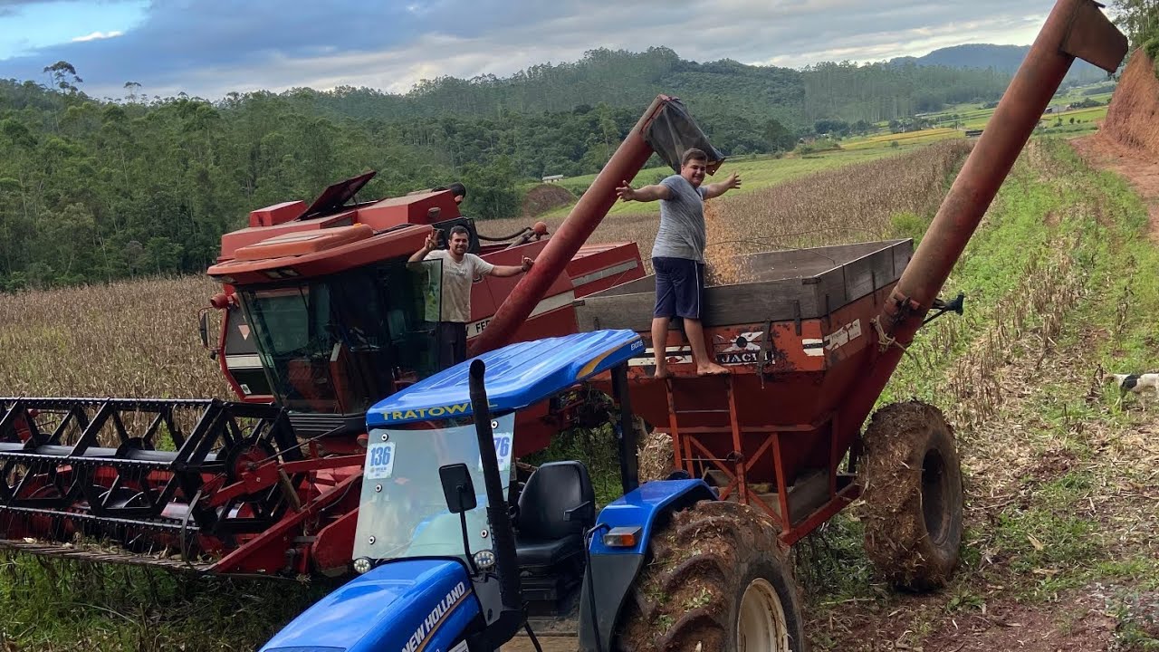 Colhendo milho com plataforma de soja ou arroz adaptado pontão #roça