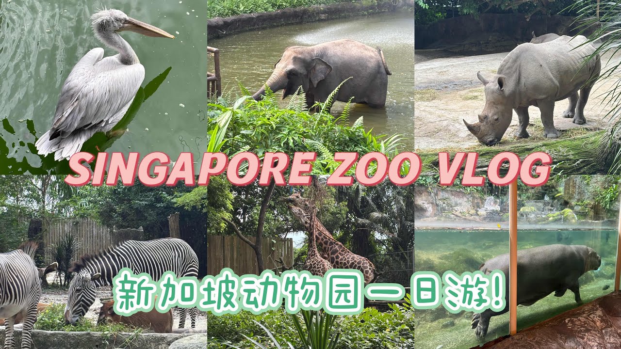 新加坡动物园一日游|半沉浸式体验➡️路线参考|大疆Action 4首个Vlog➡️参数参考