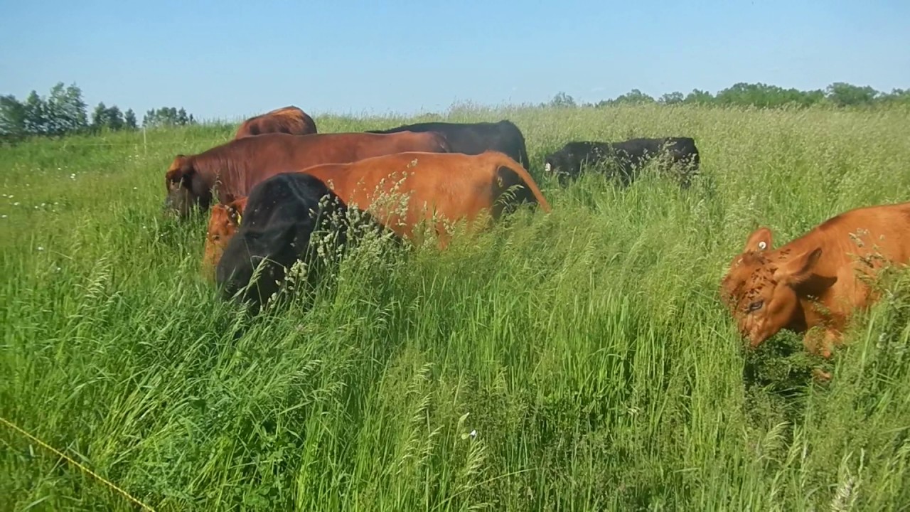 Stunning Results with Holistic Grazing