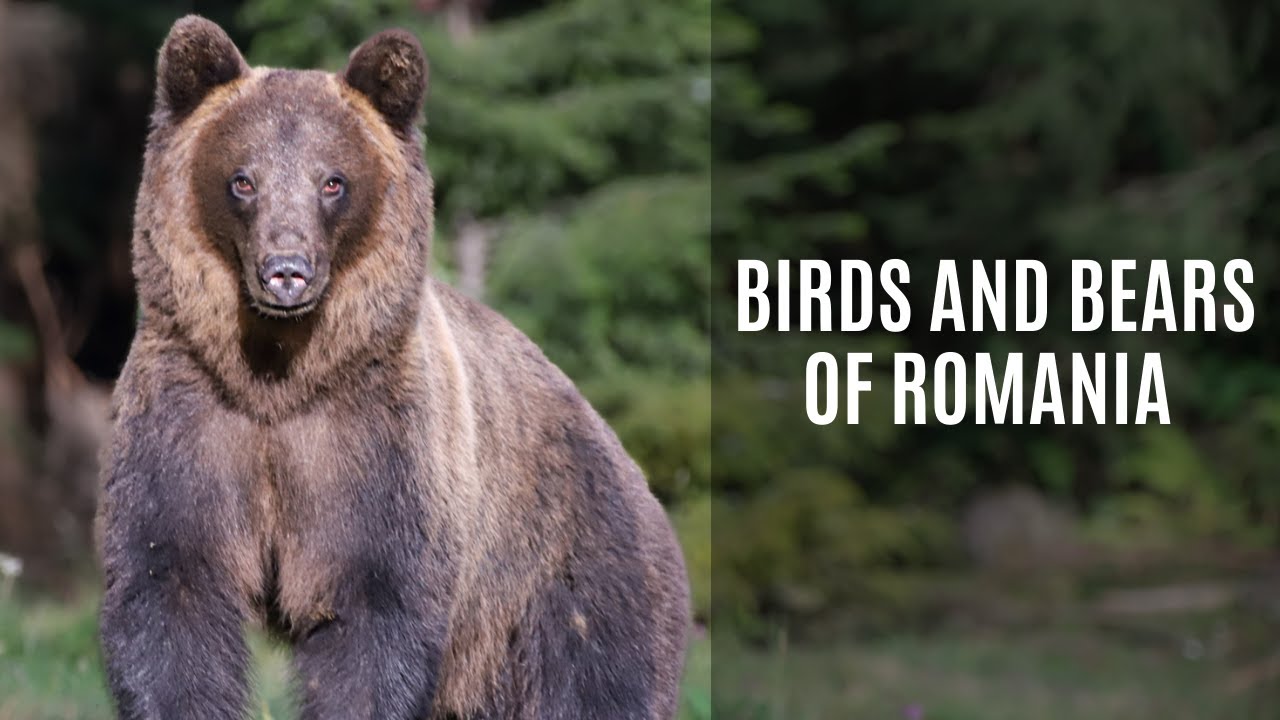The Brown Bears & Birds Of Romania | Wildlife Of The Carpathian Mountains | Epic European Wildlife