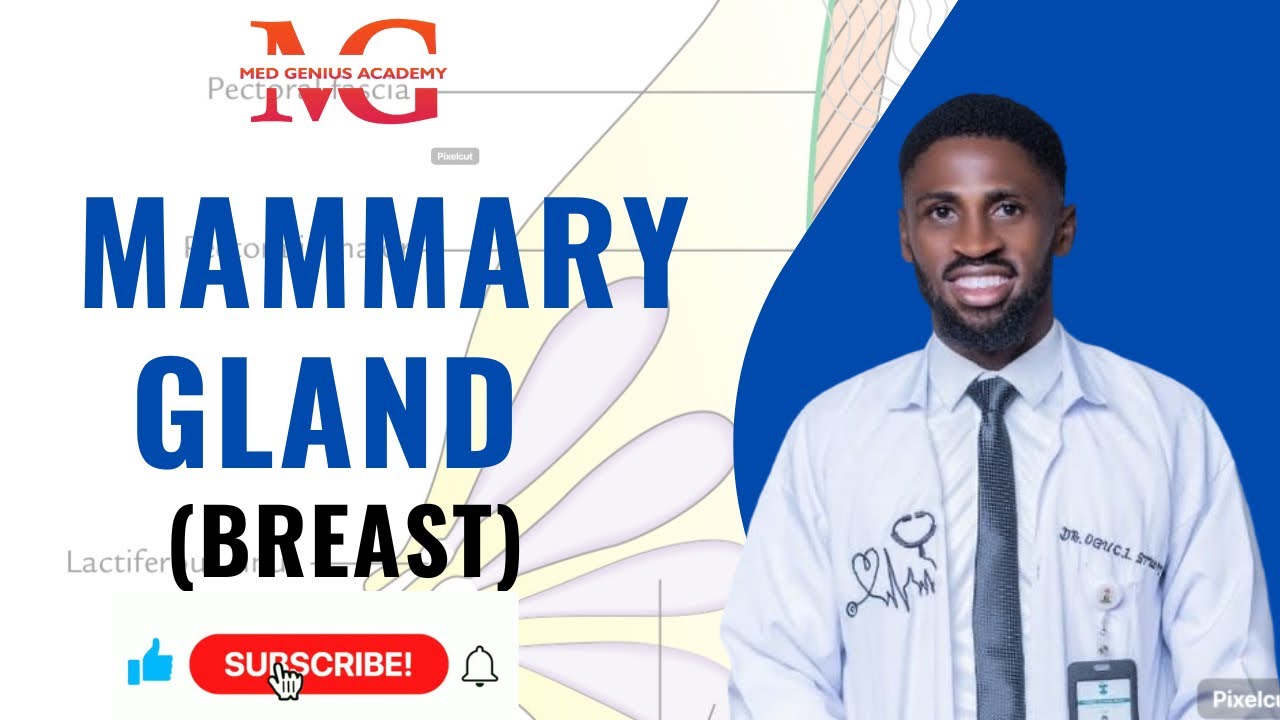 Mammary Gland (Breast) Anatomy Simplified | Breast Structure, Lobules, Ducts & Clinical Correlations