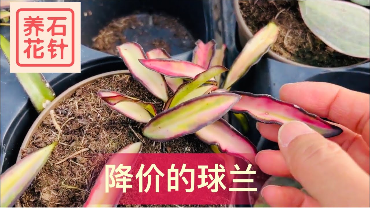 特殊品种的球兰 Hoya - 近两年价格猛跌