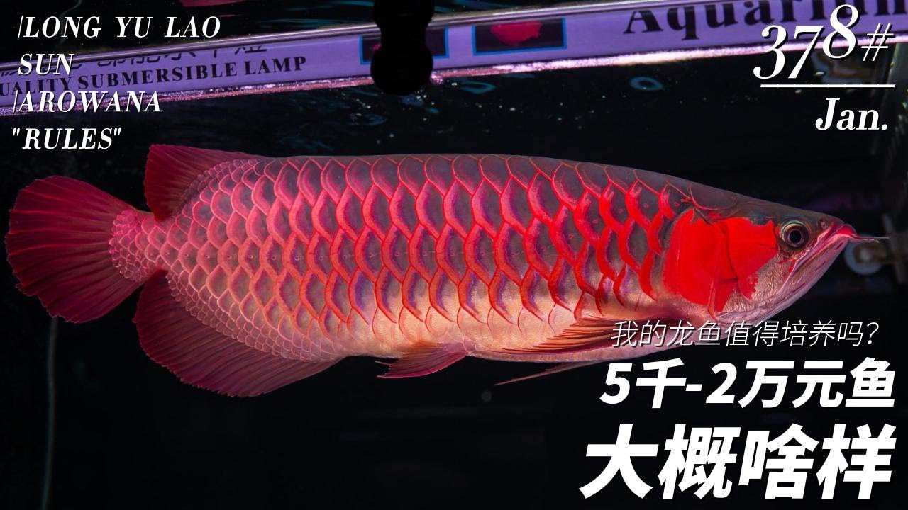 #378 我的龙鱼值得培养吗（第一集）5千到2万的等级大概啥样？