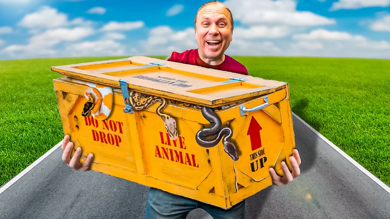 I Got a Box Of 70 Mystery Snakes! Let's Unbox Them!