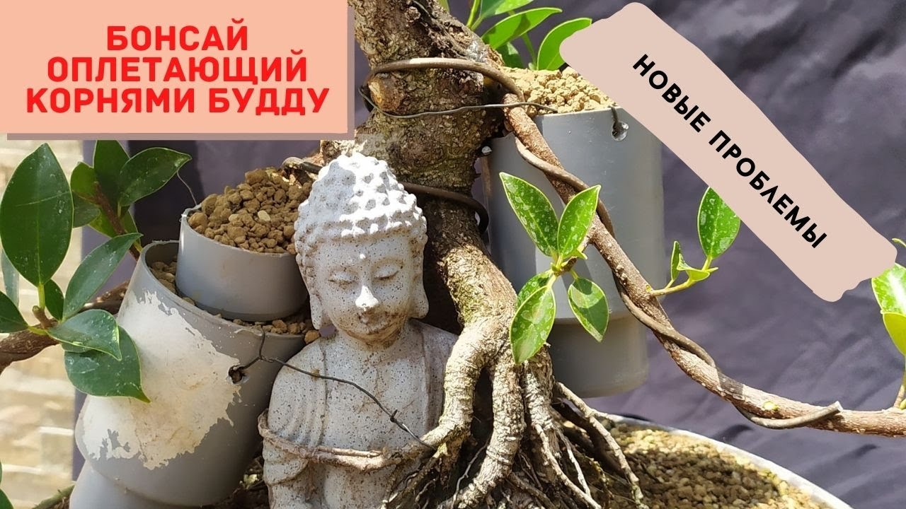 Провал с привикой ветки и другие проблемы у фикуса с Буддой