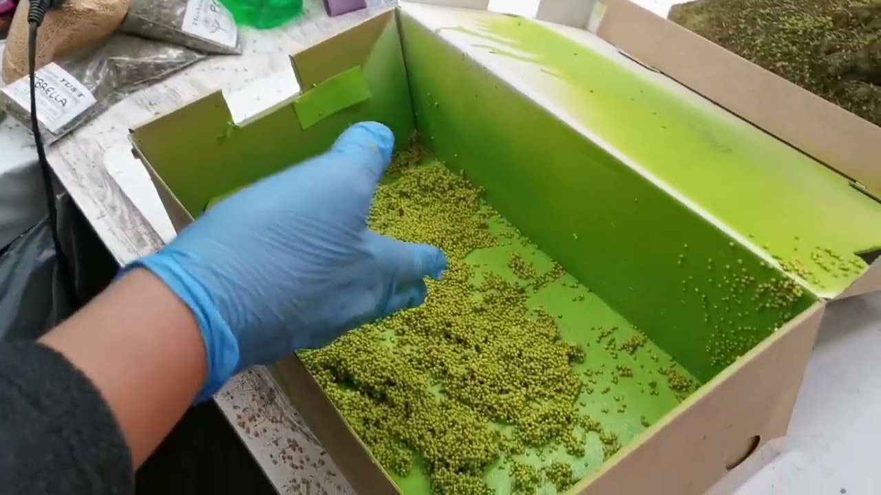 ACEITUNAS PARA EL BELEN