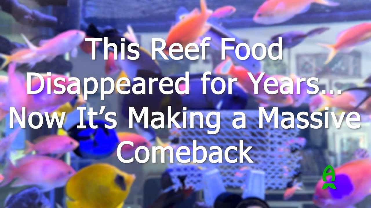 Корм для рыб, который снова набирает популярность. Представляем корм Rogger's Reef.
