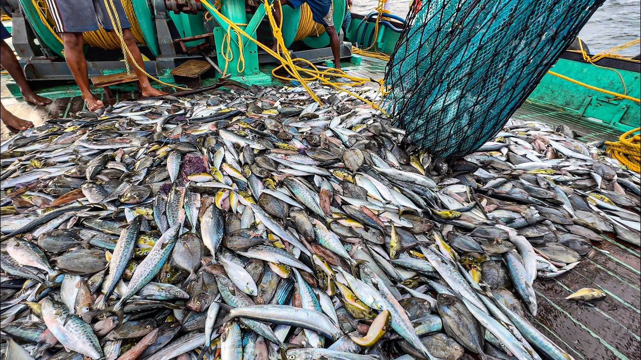 EPIC Deep Sea Fishing Adventure Day 1! 🤩 We Hauled in a Massive Catch of Black Pomfret & King Fish!
