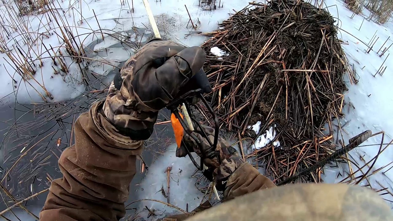 Muskrat Trapping: Under Ice Winter Trapping