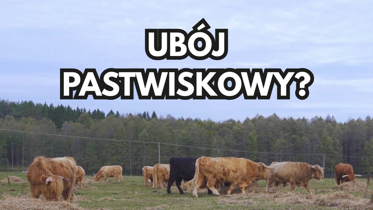 Czy ubój pastwiskowy powinien być dozwolony w gospodarstwach ekologicznych?