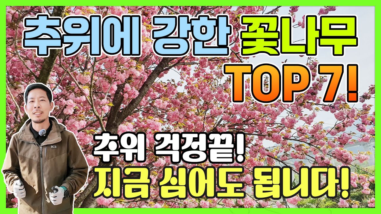 추위에 강한 꽃나무 TOP7! 추위 걱정끝! 지금심어도 됩니다!