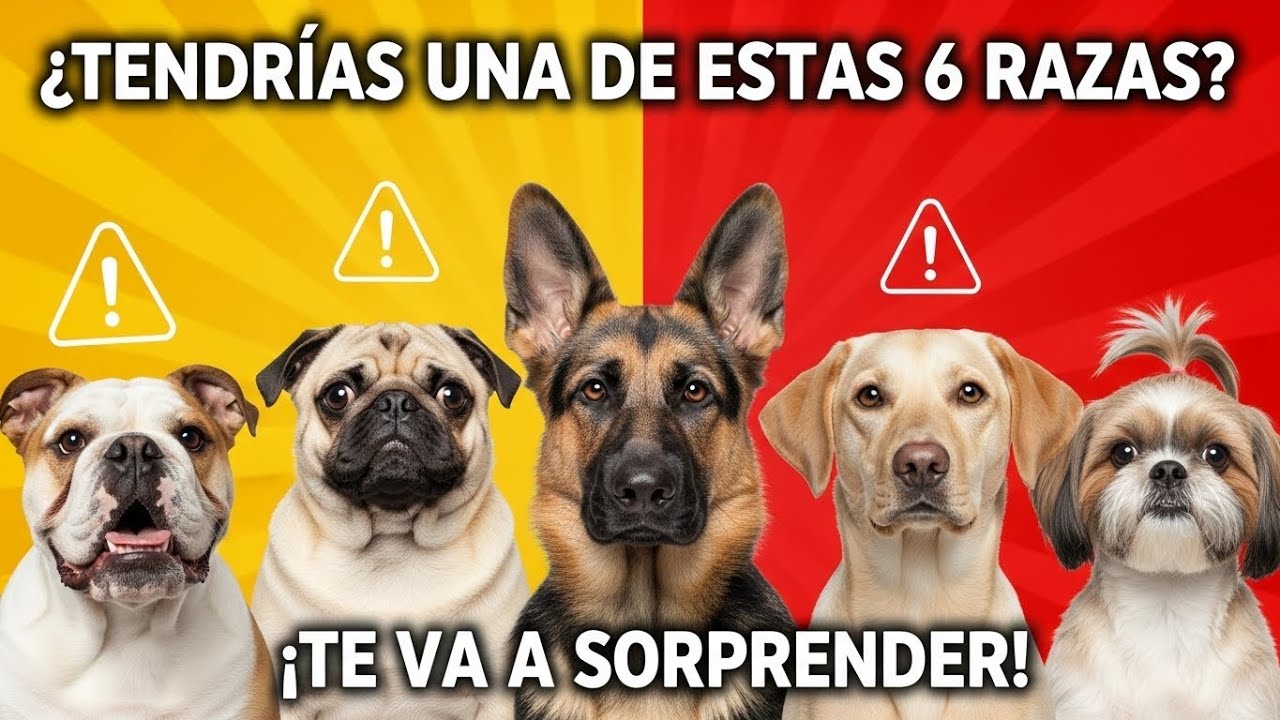 😮🤔¿Tendrías una de estas 6 razas? ¡La salud de ellas va a sorprenderte!