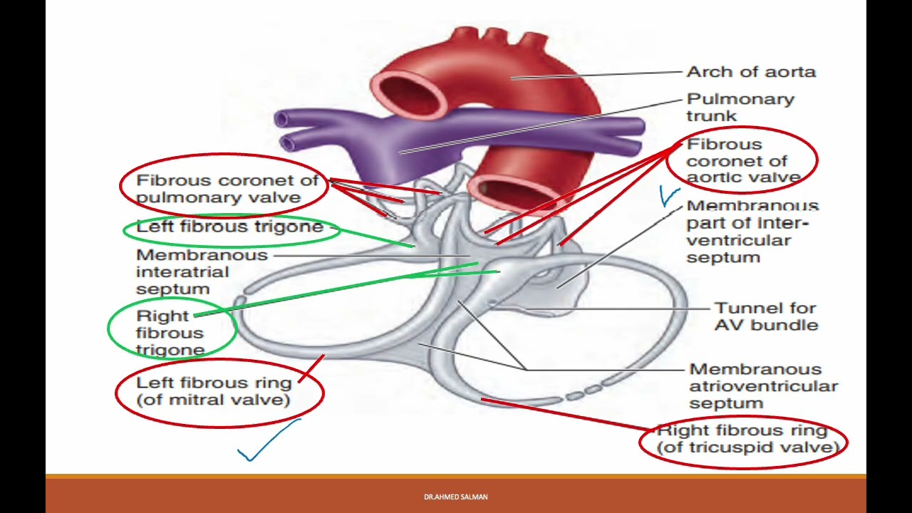 External morphology of the heart