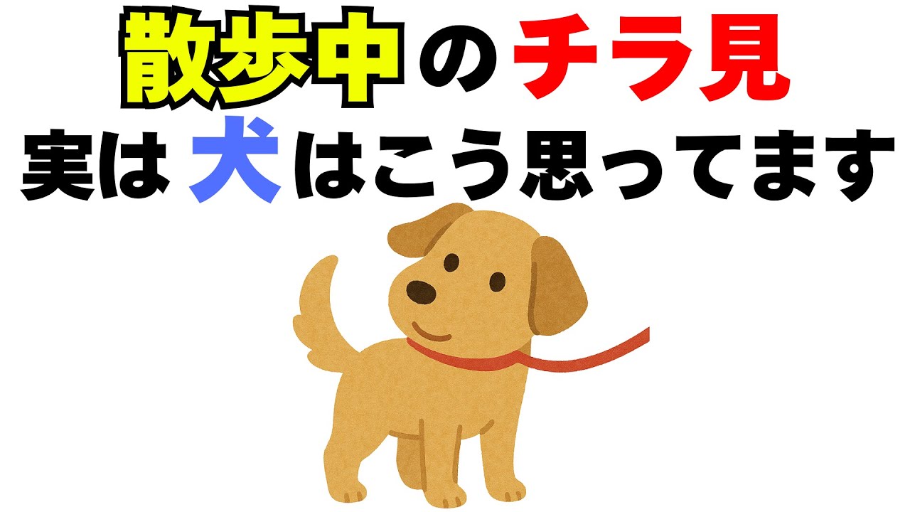 散歩中のチラ見、実は犬はこう思っています・・・