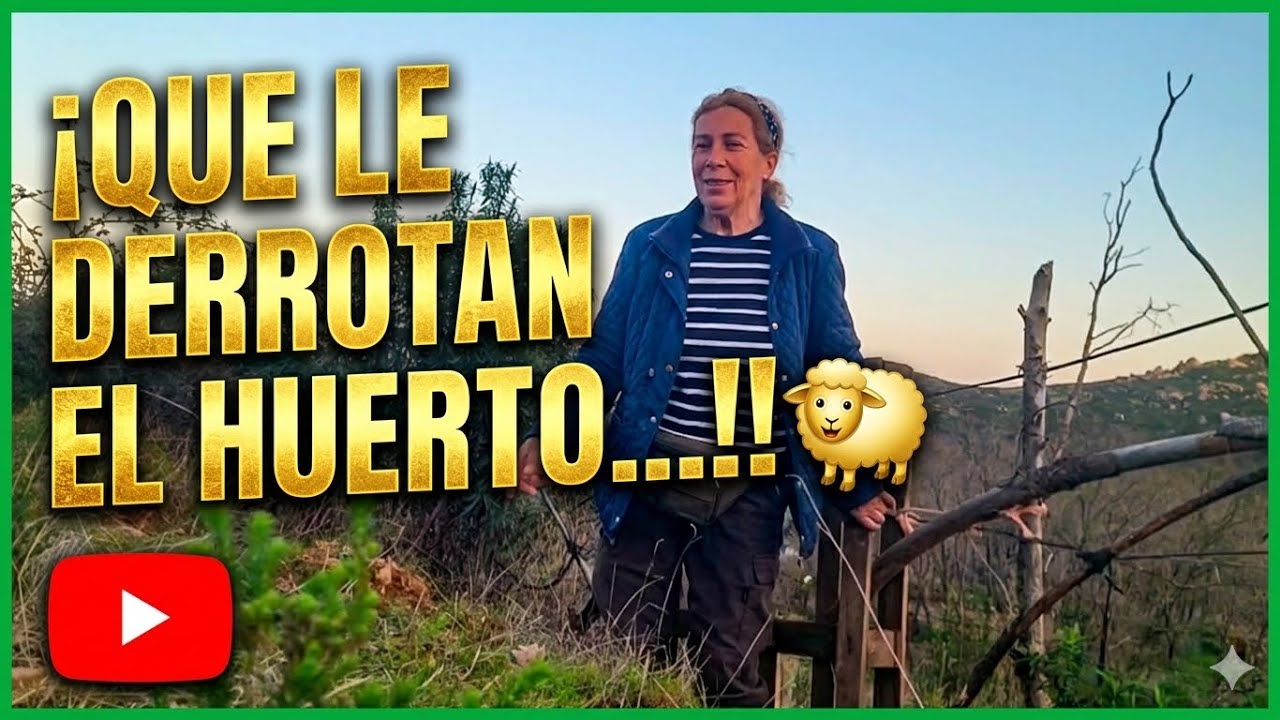 LAS OVEJAS EN EL HUERTO DEL VECINO!!