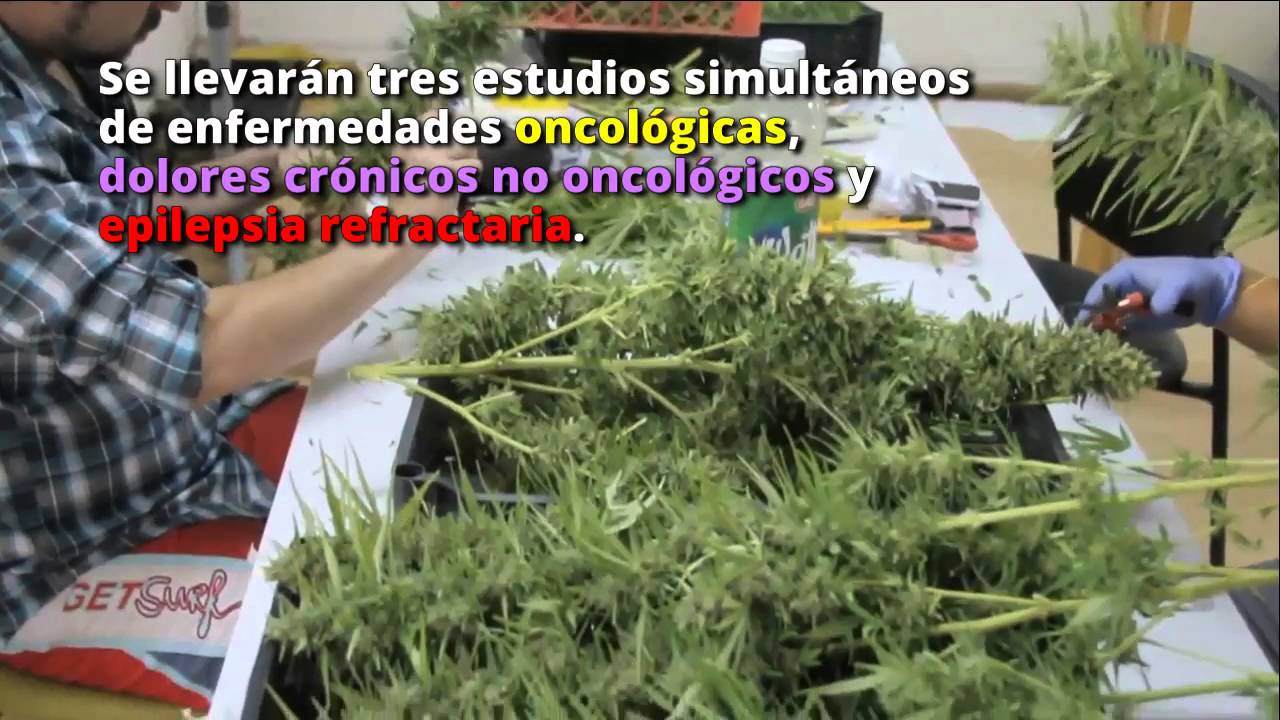 Inicia cosecha de la mayor plantaci&oacute;n de cannabis medicinal en Latinoam&eacute;rica