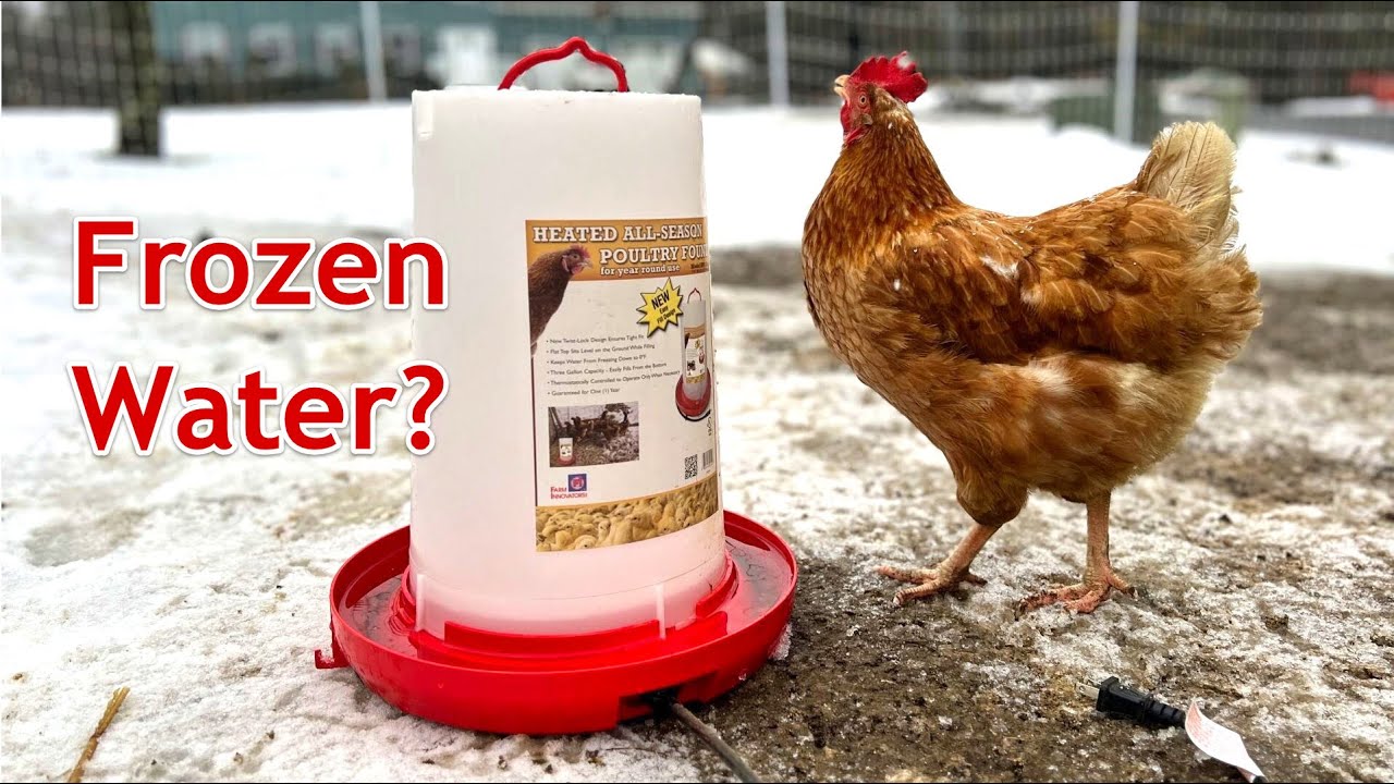 How I Heat My Chicken Water in Winter