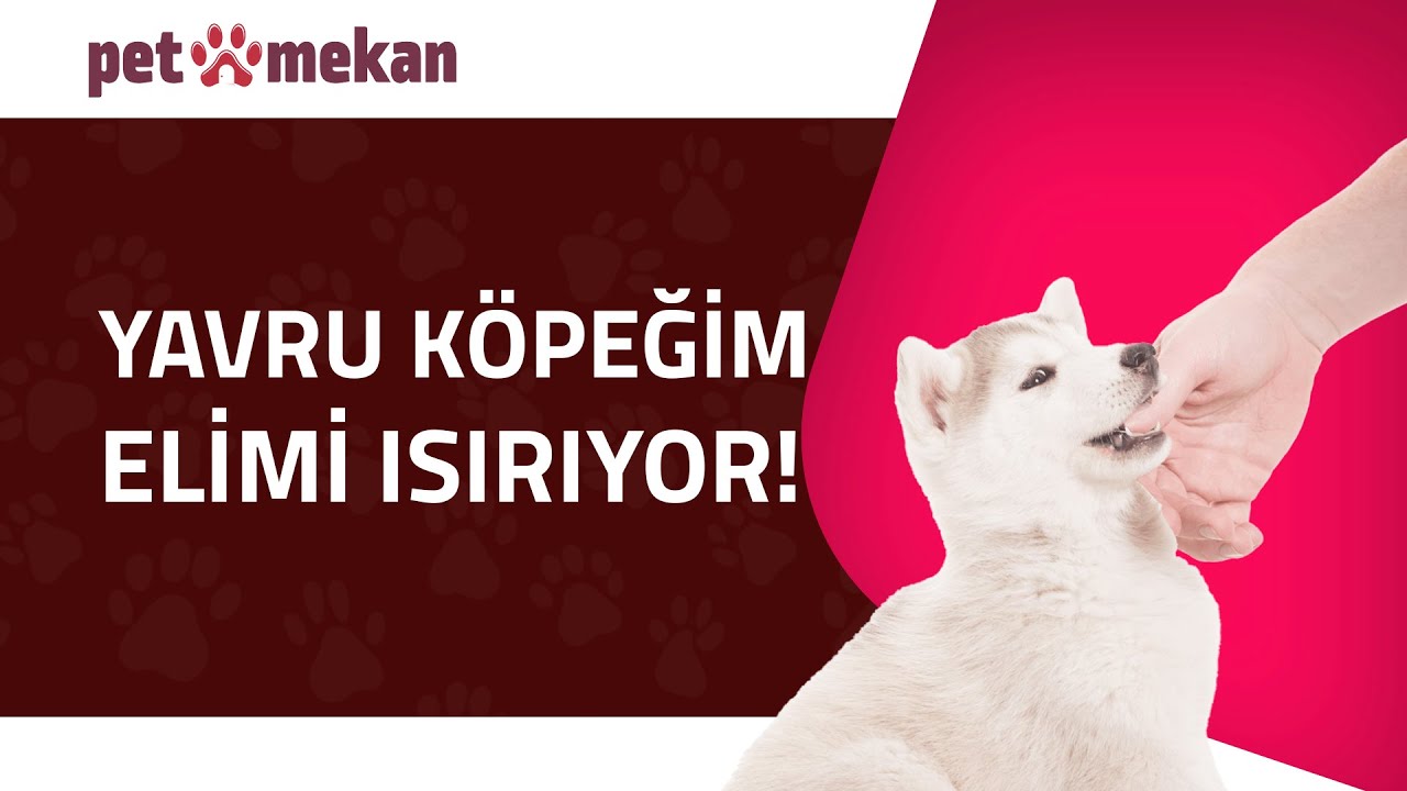 Yavru Köpeğim Elimi Isırıyor Ne Yapmalıyım?🐶 #köpek #köpekler #YavruKöpek #KöpekEğitimi #KöpekBakımı