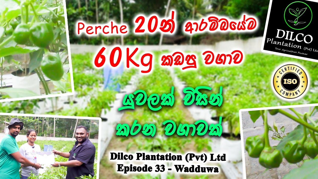 Perches 20න් ආරම්බයේදිම 60Kg කැඩුව වගාව 👑 Dilco Plantation (Pvt) Ltd 👑 Ep 33 - Wadduwa📞0776395088