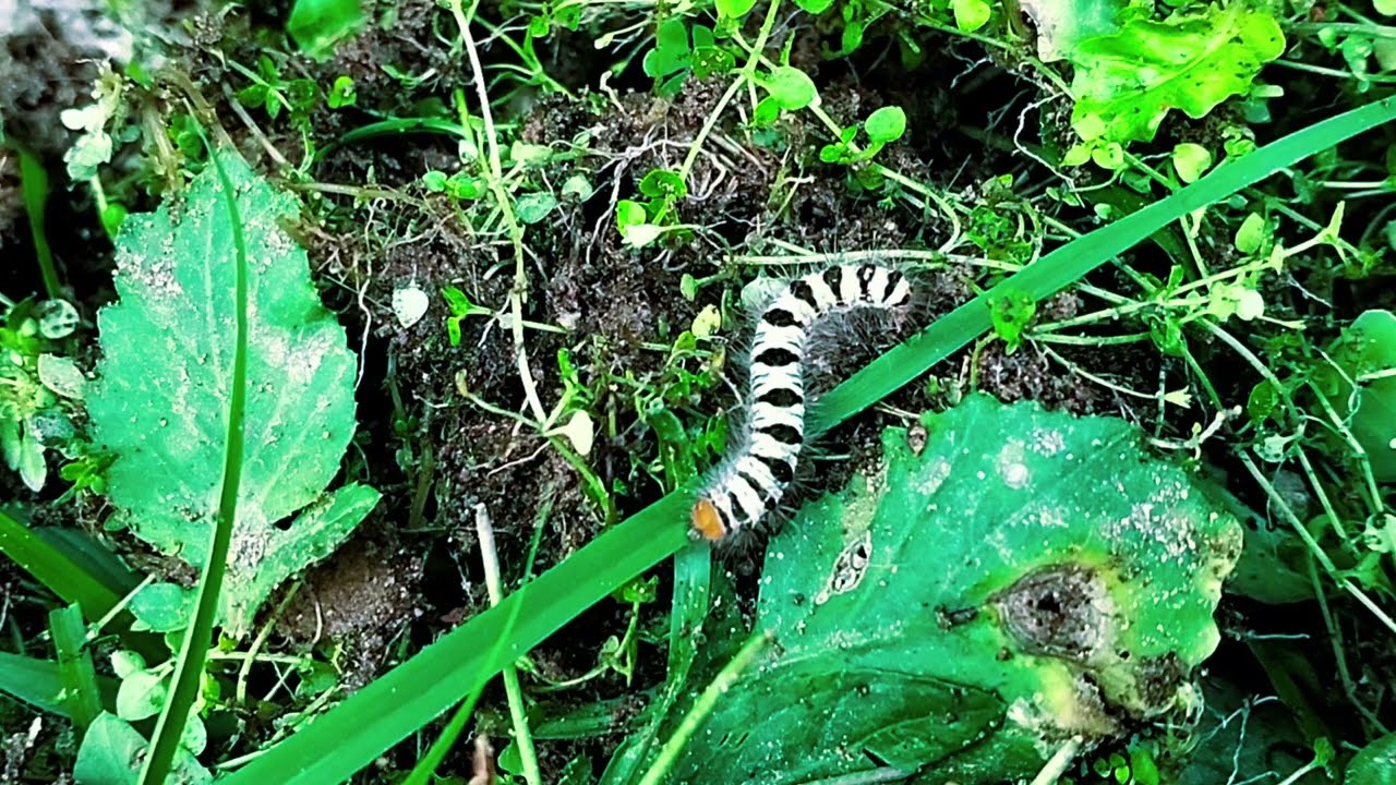 Ulat Unik Bermotif Hitam Putih Ini Bikin Merinding! 😮🌿