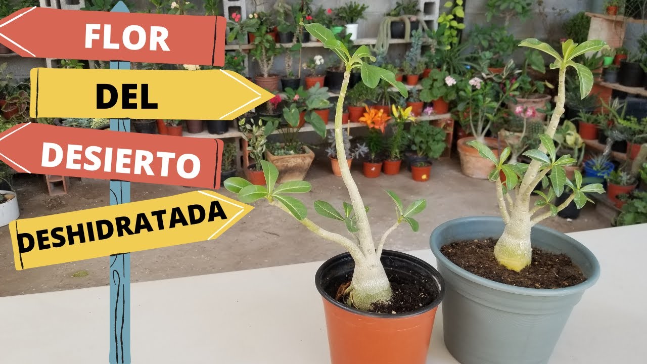 ¿COMO RECUPERAR FLOR DEL DESIERTO DESHIDRATADA?