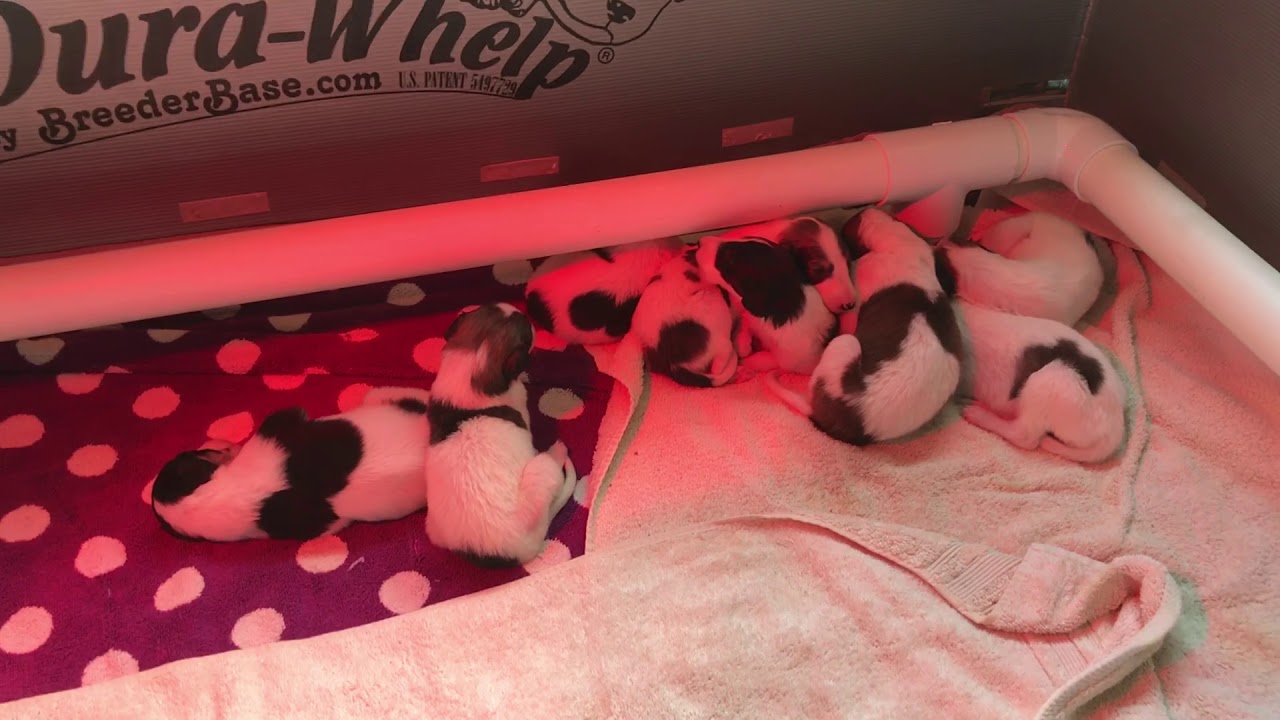 A choir of smol awoos! - borzoi puppies howling