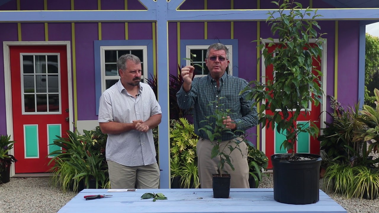 'Stellar Ruby' Magnolia  - New Release - Southern Living Plant Collection & Sunset Plant Collection