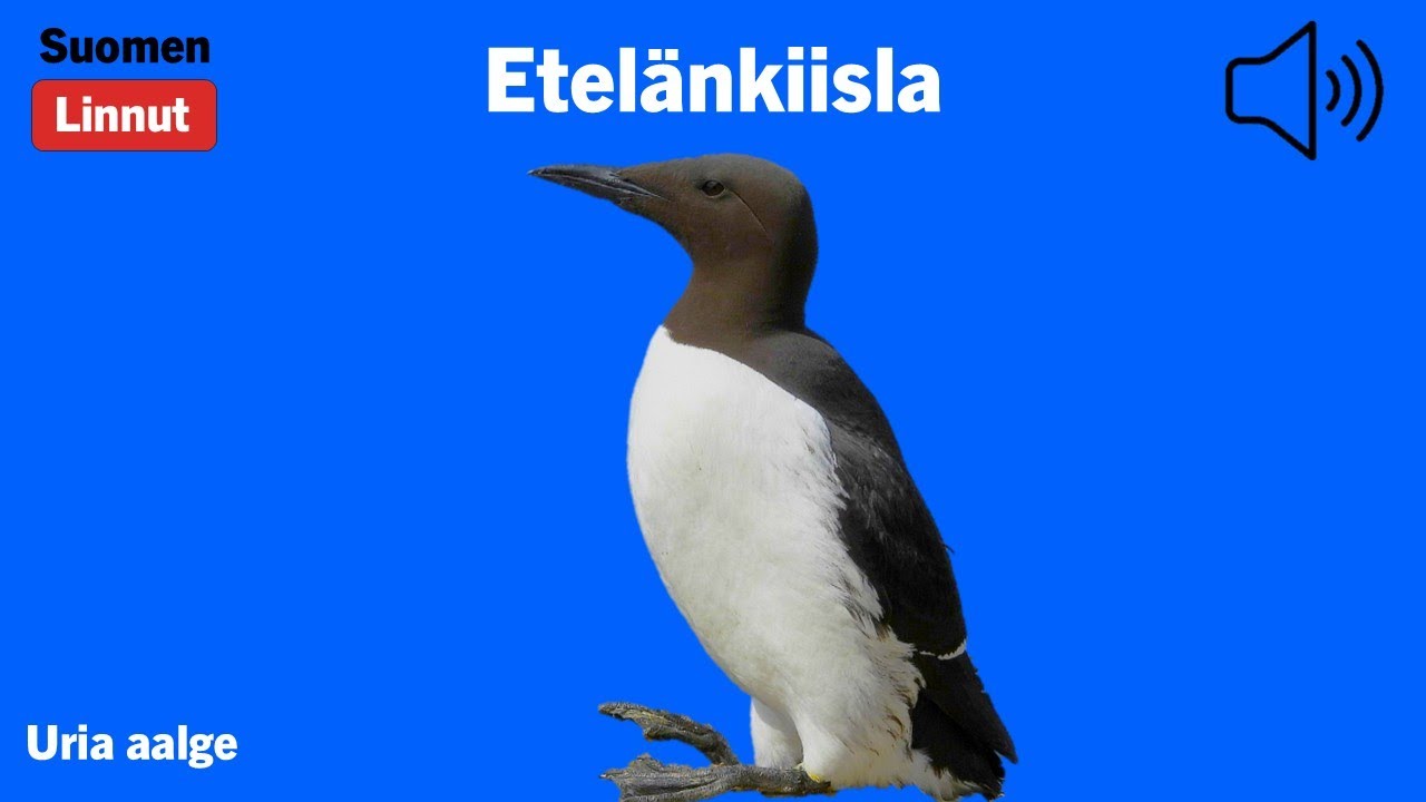 Etelänkiisla - Uria aalge - Common Guillemot - sillgrissla - URIAAL