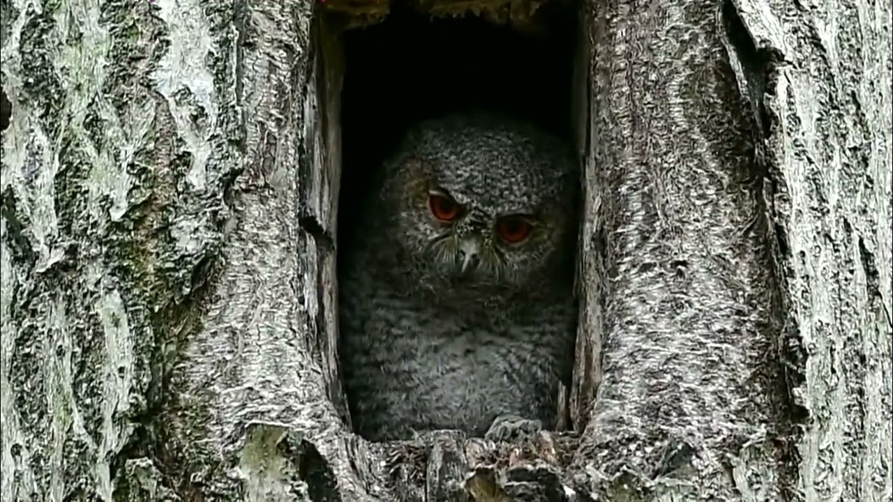 Japanese Scops Owl (Otus semitorques)🐦🦜🕊️🦉🎵🐤❤️🐤
