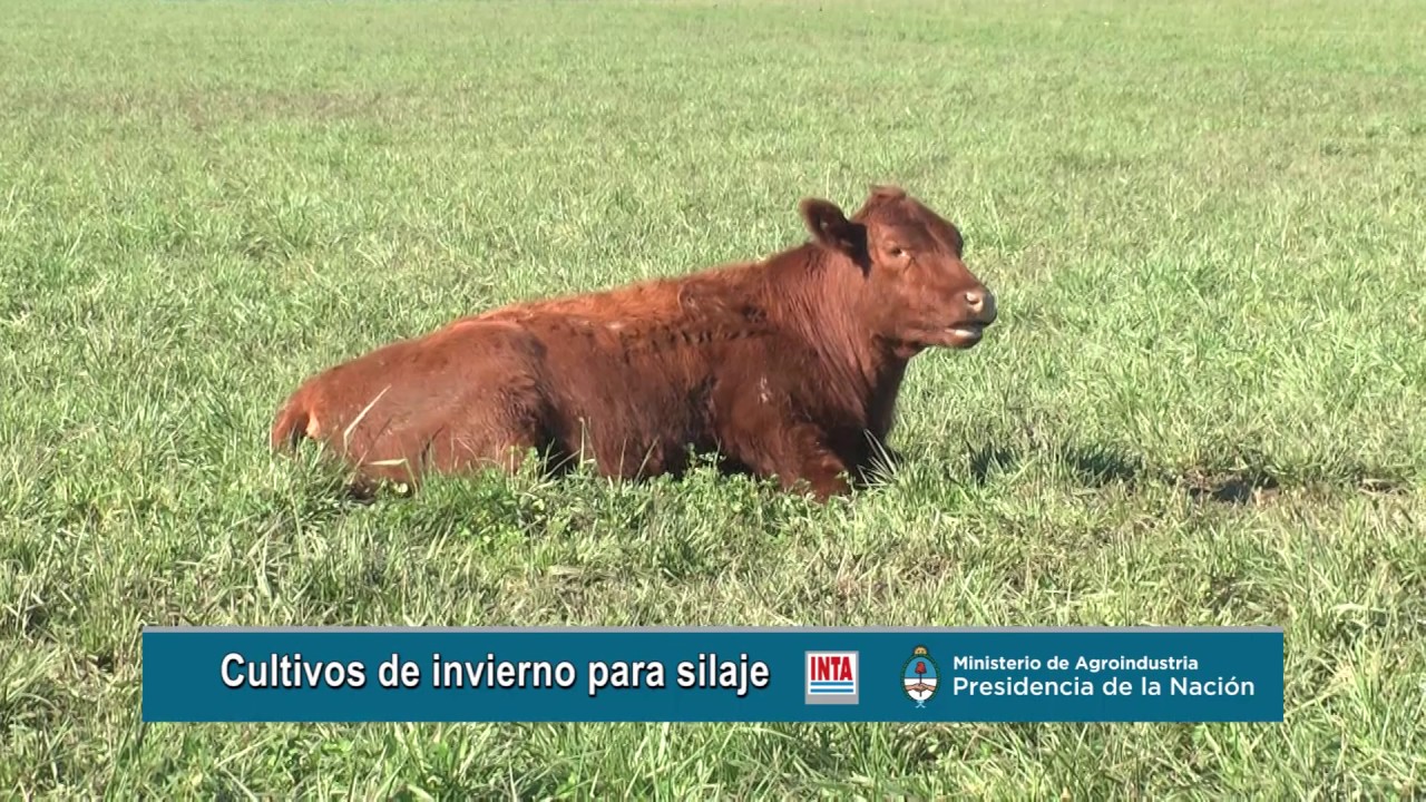 Silaje de cultivos de invierno