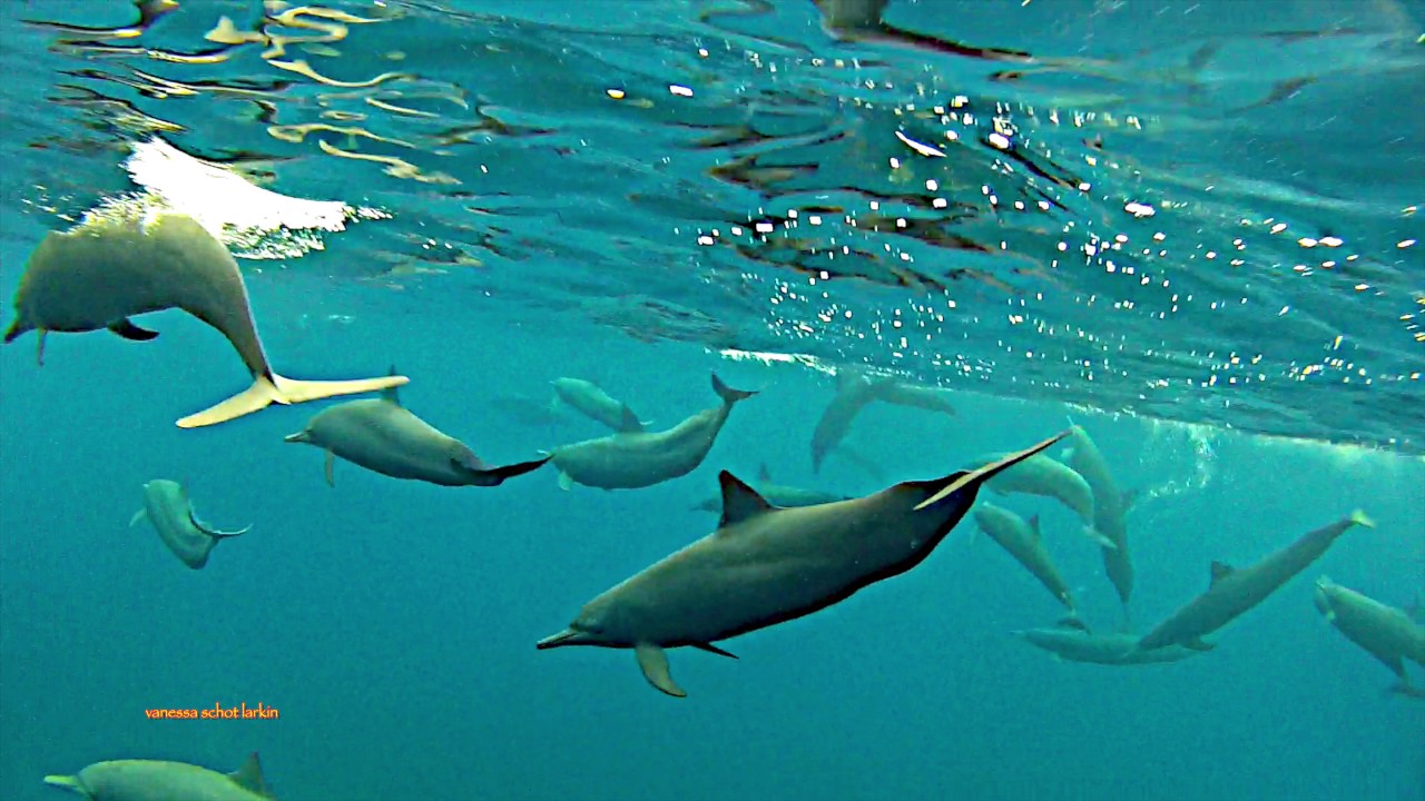 Dolphins All Around Costa Cetacea Media