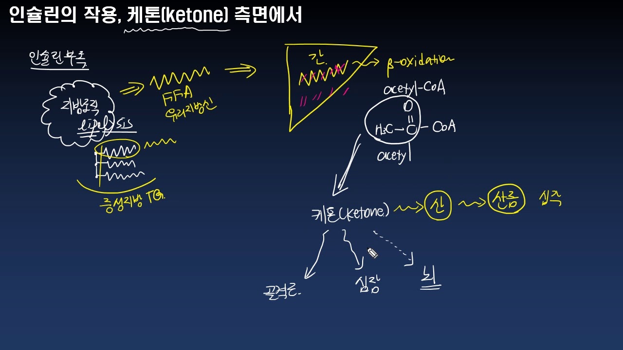 인슐린의 작용, 케톤 측면에서