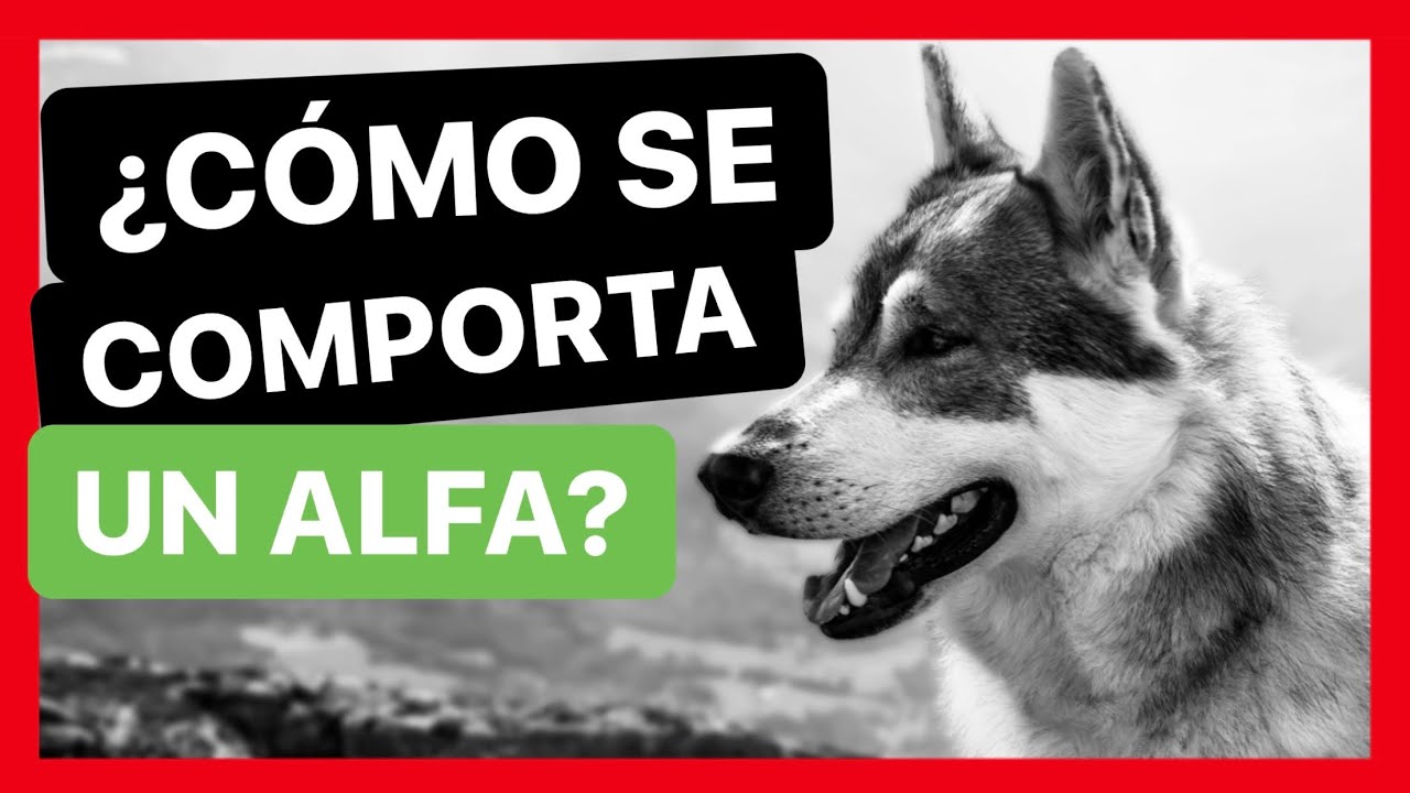 &iquest;C&oacute;mo ACT&Uacute;A un PERRO ALFA? ✅ ► APRENDE a DIFERENCIARLOS 👍