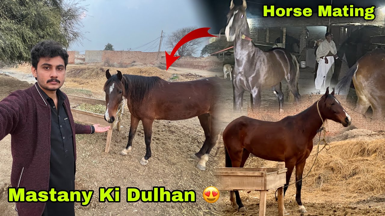 Mastany Ki Dulhan 😍 || Sanwal Ghordy Ki Beti || Horse Mating First Breed Of Mastana ❤️