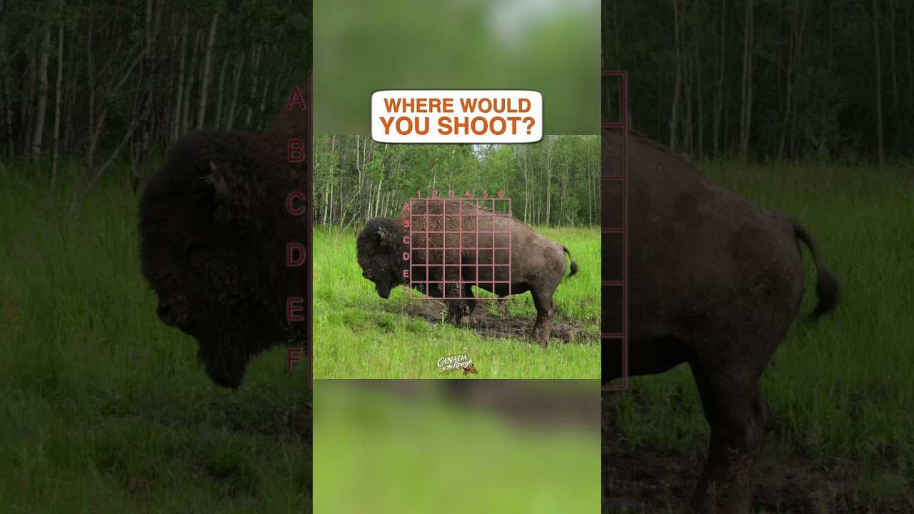 Big Bison at 30 Yards, what's your spot? #hunting #questions #bison #buffalo