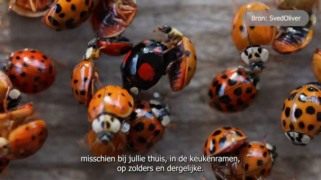 Zoek jij mee naar lieveheersbeestjes aangetast door Hesperomyces?