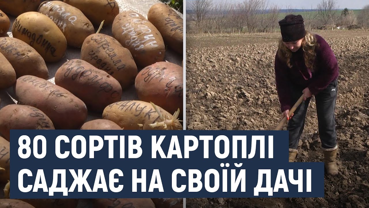 Хмельничанка на своїй дачі саджає 80 сортів картоплі