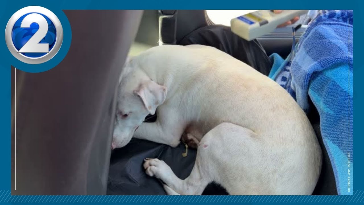 Oahu woman rescues and adopts stray dog