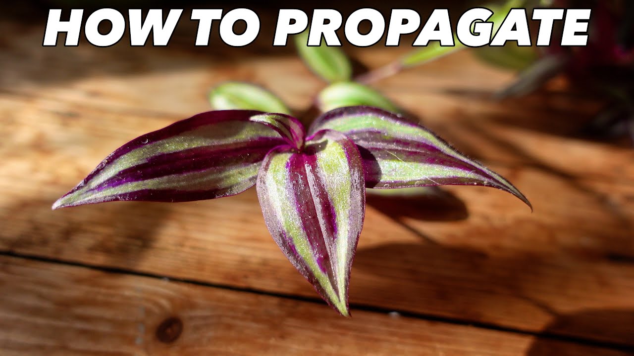 Tradescantia Zebrina Propagation & Care - Houseplant Hacks - Inch Plant