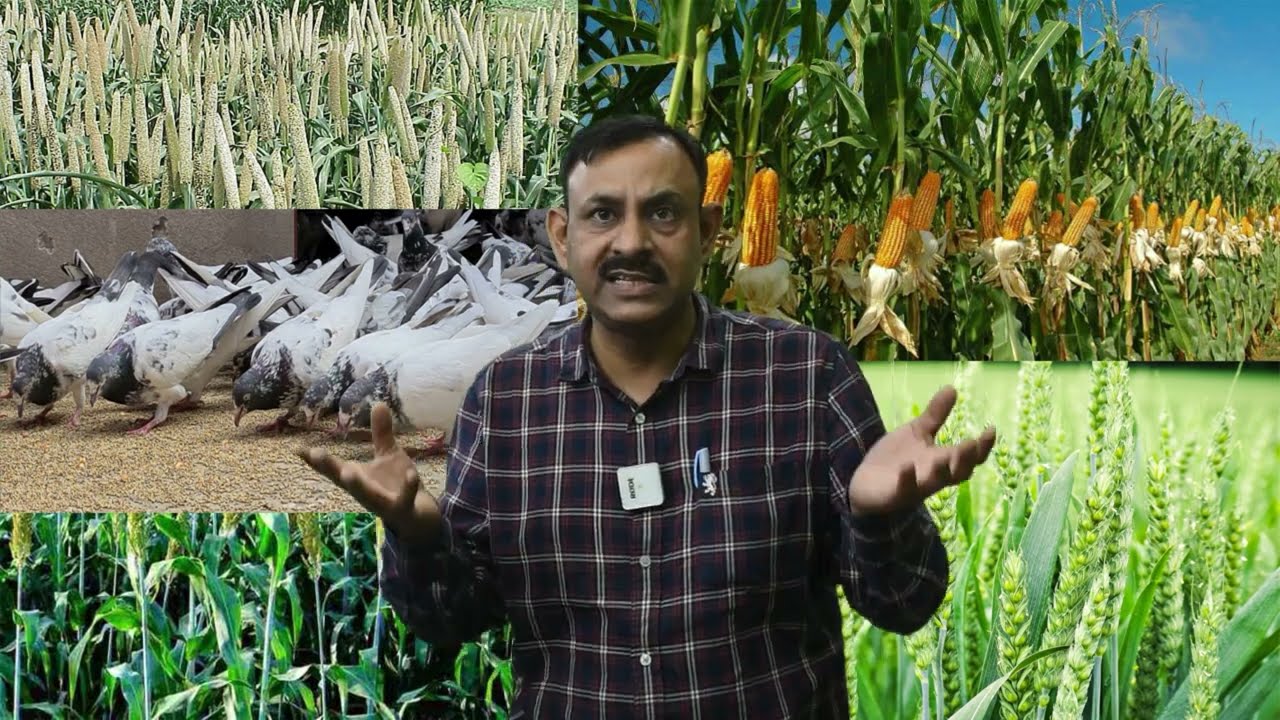 गर्मियों के मौसम में कबूतरों को ये दाने खाने में दे || Birds Pigeon Seed || Dr Nagender Yadav
