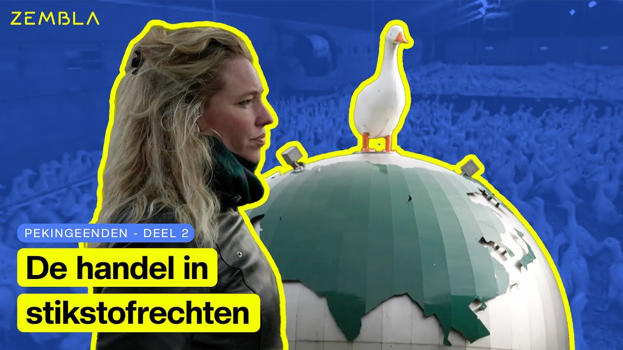Wat gebeurt er met de stikstofrechten van leegstaande eendenhouderijen? | Deel 2/2 | Zembla
