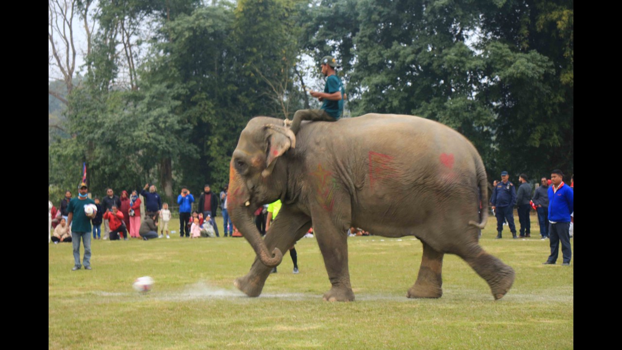 चितवनमा हात्तीले  खेल्यो फुटबल,खेल हेर्न दर्शकको ओइरो!! हान्यो गोलका गोल!!!आखिर कसले मार्यो बाजी ?